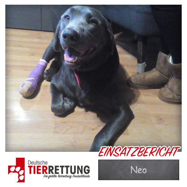 Neo