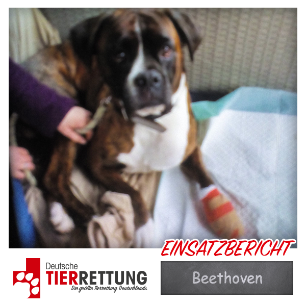 Tierrettung Einsatz: Beethoven in Gelsenkirchen