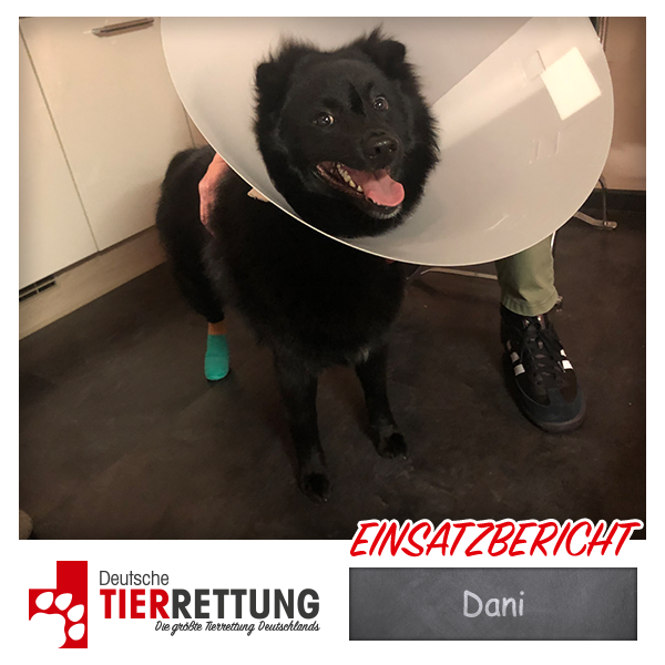 Dani