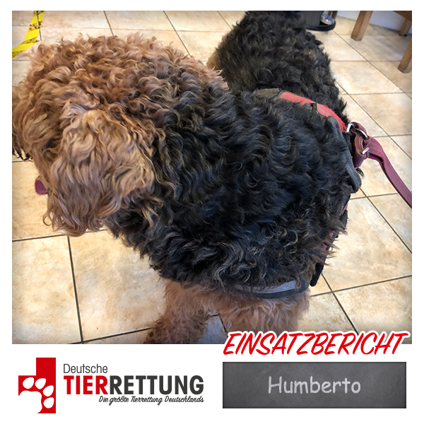Humberto