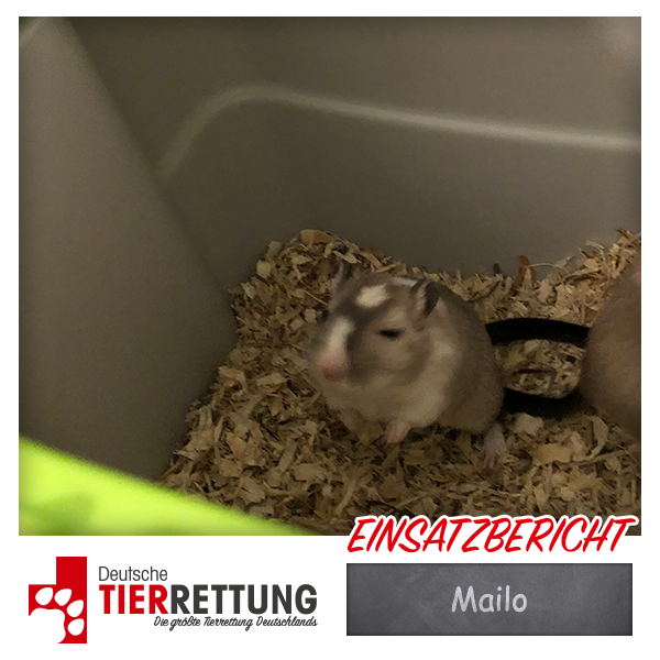 Mailo