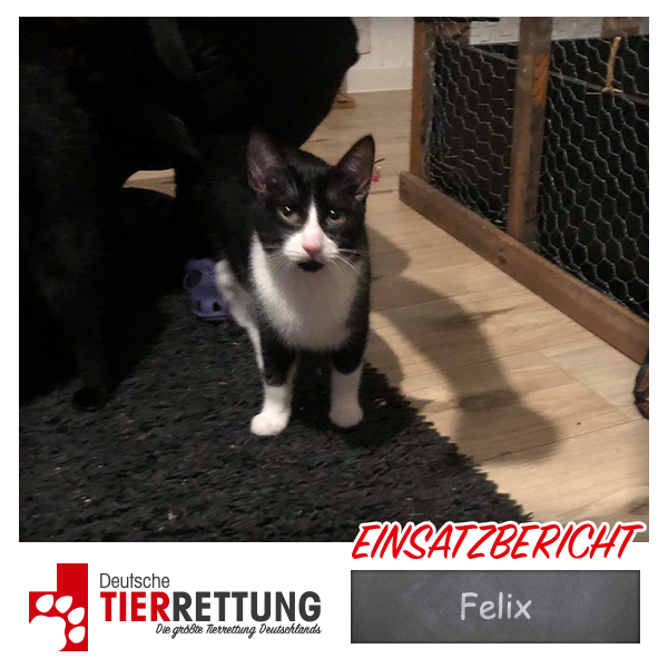 Felix
