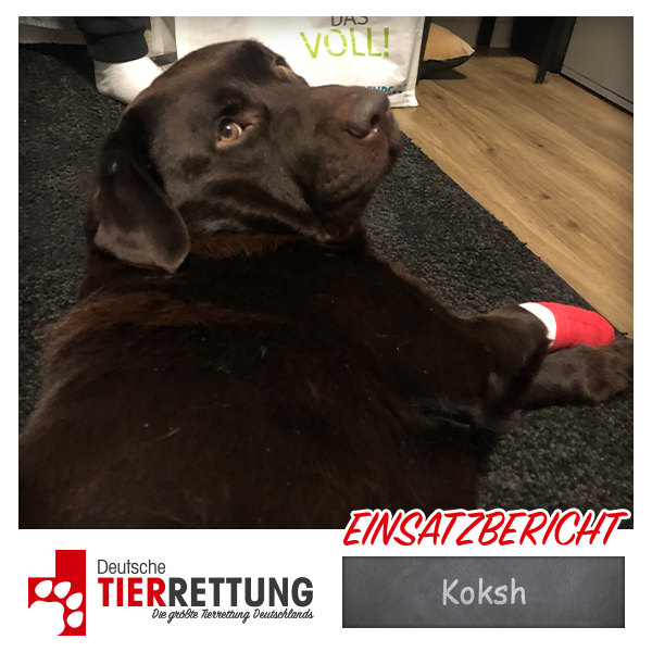Koksh