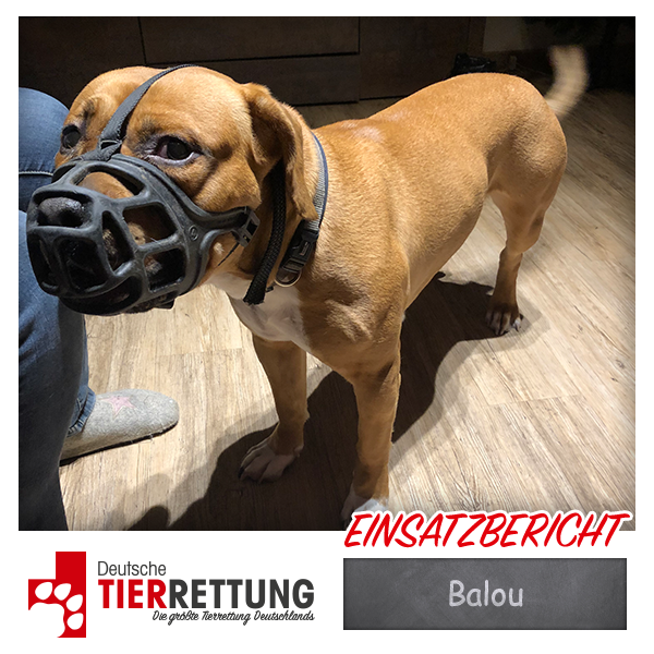 Balou