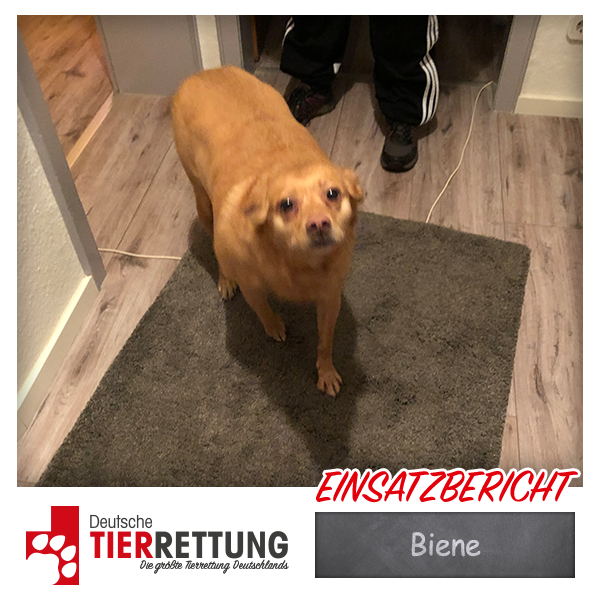 Biene