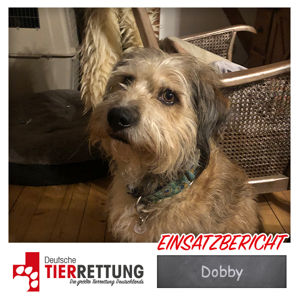 Dobby