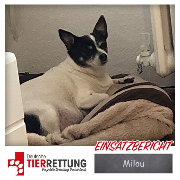 Milou