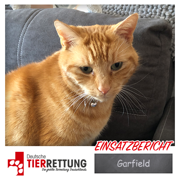 Tierrettung Einsatz: Garfield in Duisburg