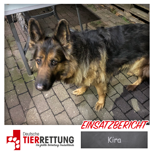 Tierrettung Einsatz: Kira in Bochum