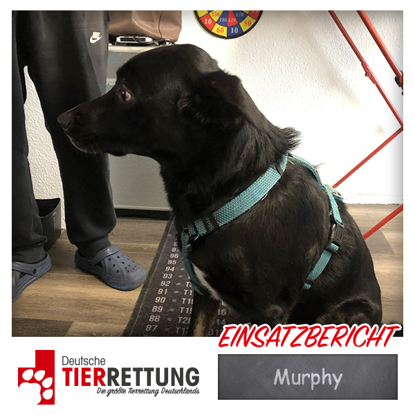 Tierrettung Einsatz: Murphy in Bottrop