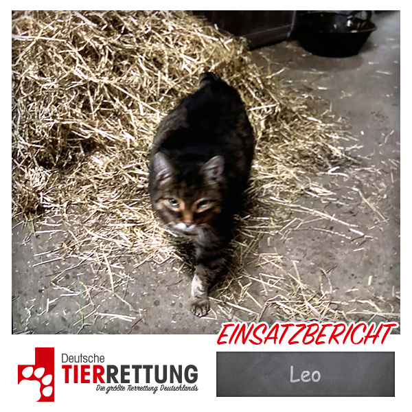 Leo