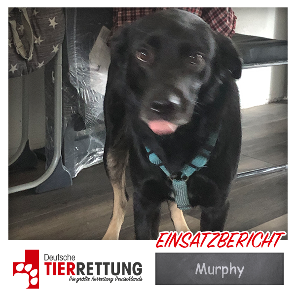 Tierrettung Einsatz: Murphy in Bottrop