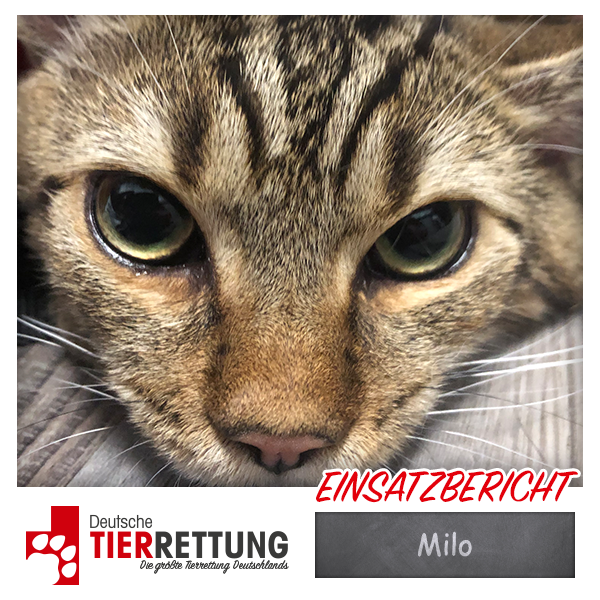 Tierrettung Einsatz: Milo in Krefeld