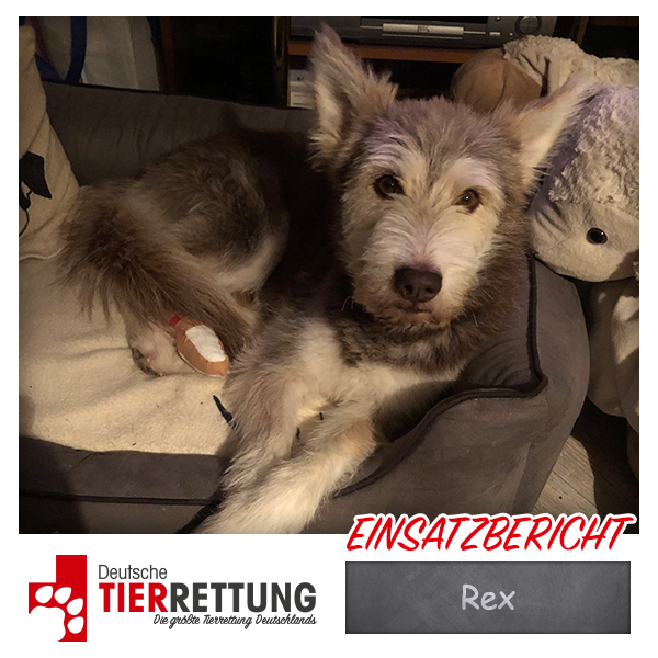 Tierrettung Einsatz: Rex in Wuppertal