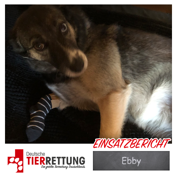 Tierrettung Einsatz: Ebby in Essen