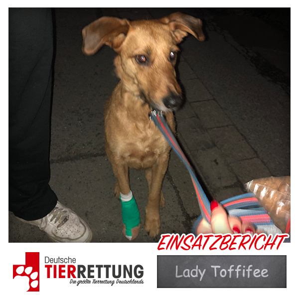 Tierrettung Einsatz: Lady Toffifee in Hemer