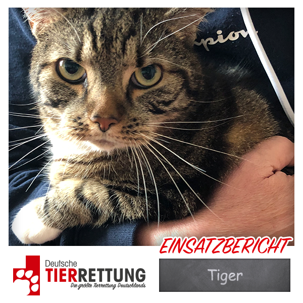 Tierrettung Einsatz: Tiger in Hagen