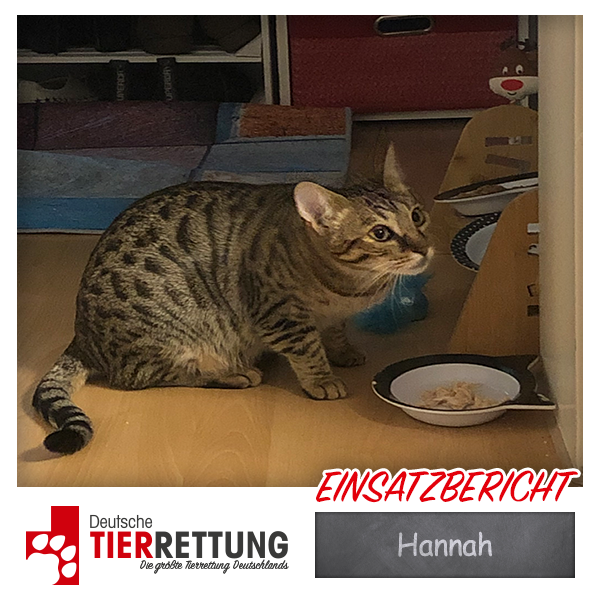 Tierrettung Einsatz: Hannah in Herne