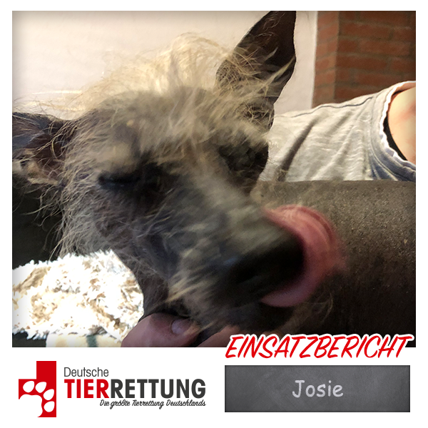 Tierrettung Einsatz: Josie in Viersen