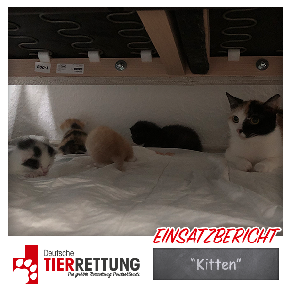 Tierrettung Einsatz: „Kitten“ in Bottrop
