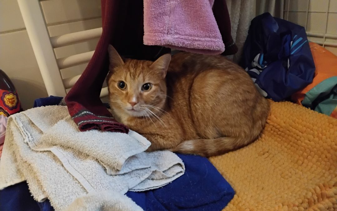 Einsatzbericht: Lumor