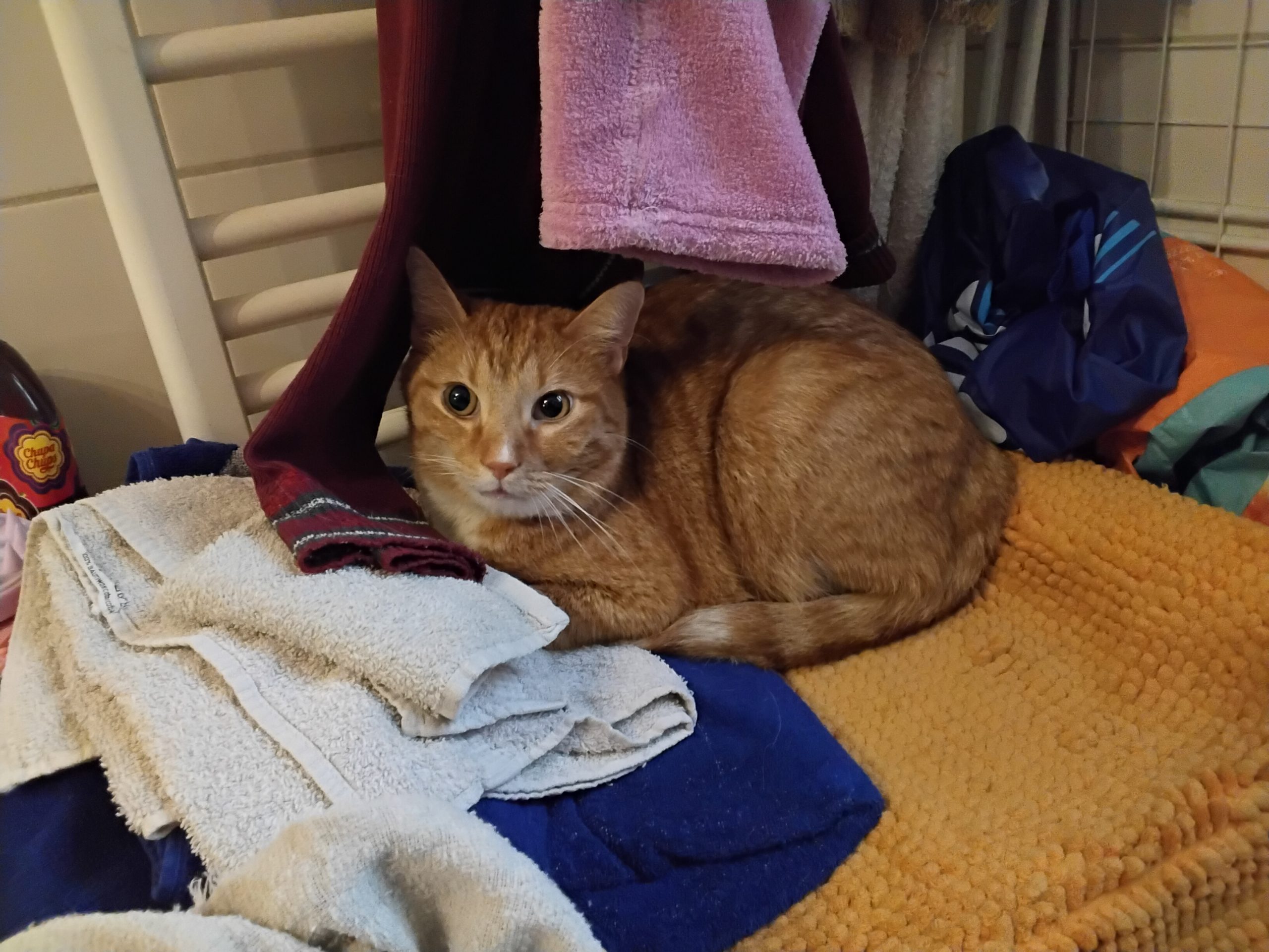 Einsatzbericht: Lumor