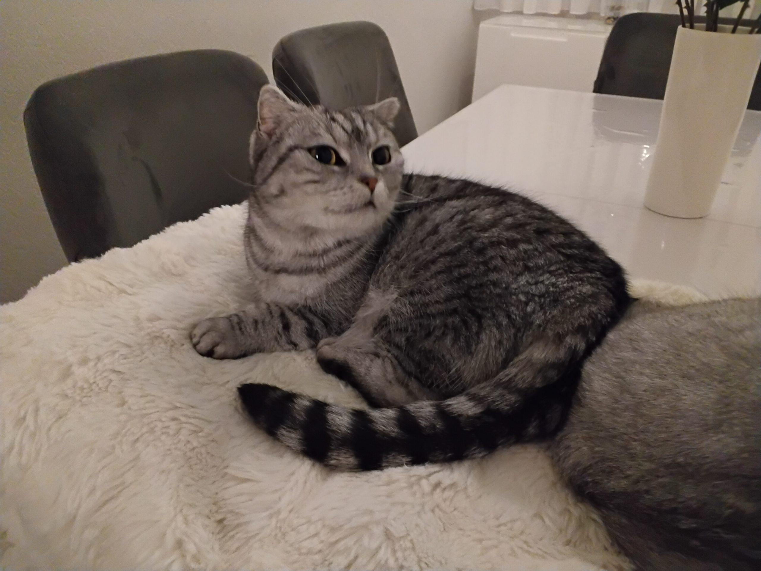 Tierrettungseinsatz in Marl "BALIM"