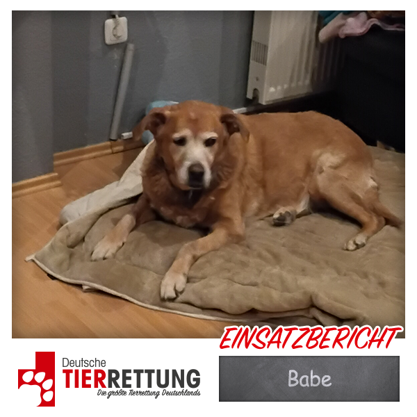 Tierrettung Einsatz: Babe in Essen