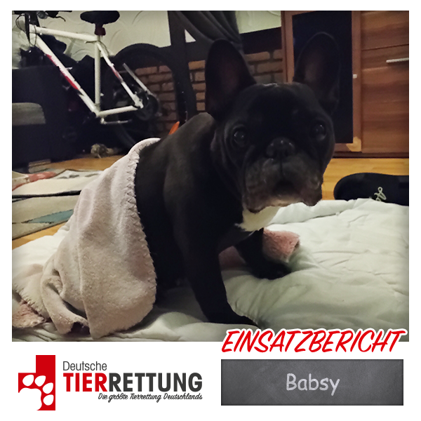 Tierrettung Einsatz: Babsy in Hagen