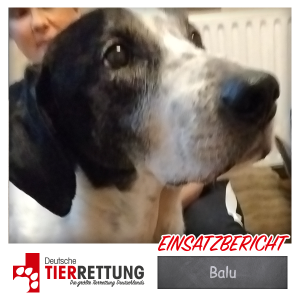 Tierrettung Einsatz: Balu in Hagen