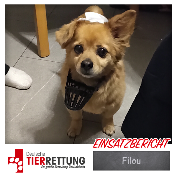 Tierrettung Einsatz: Filou in Wuppertal