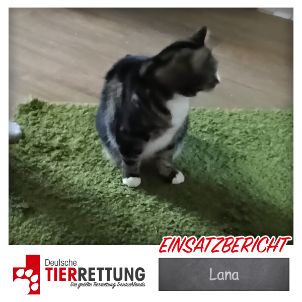 Tierrettung Einsatz: Lana in Duisburg