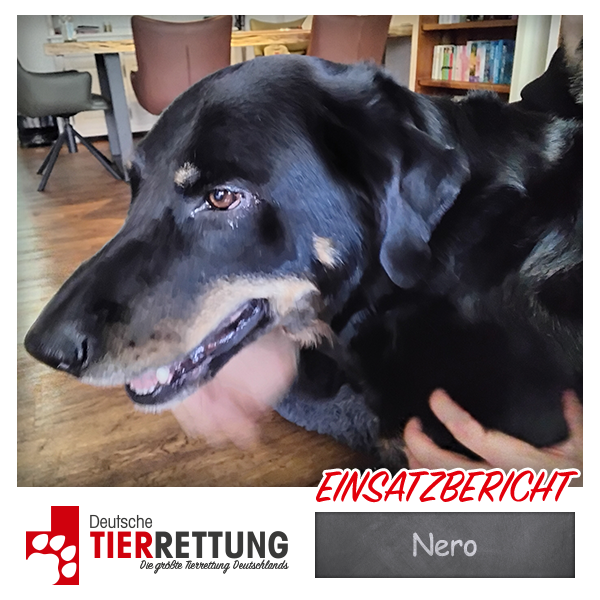 Tierrettung Einsatz: Nero in Oer-Erkenschwick