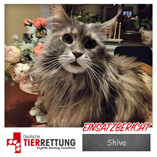 Tierrettung Einsatz: Shiva in Kamp-Lintfort