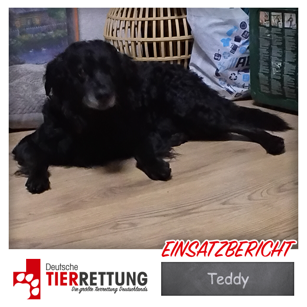 Tierrettung Einsatz: Teddy in Dortmund