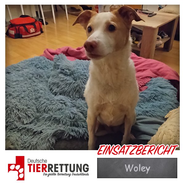 Tierrettung Einsatz: Woley in Mülheim