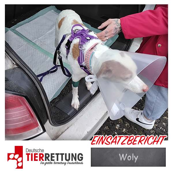 Tierrettung Einsatz: Woly in Mülheim