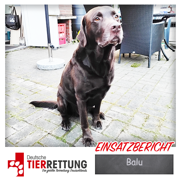 Tierrettung Einsatz: Balu in Castrop-Rauxel