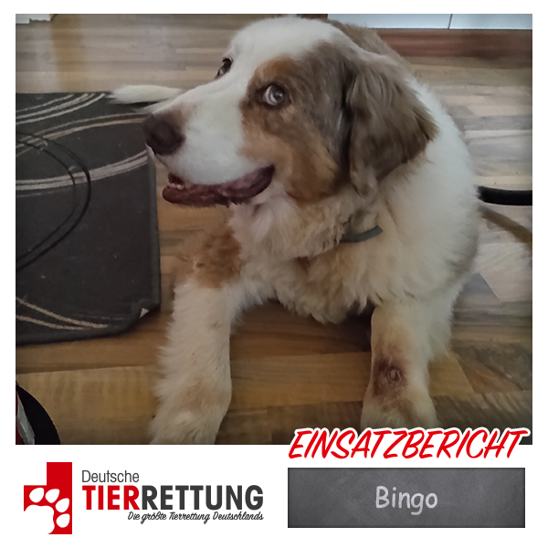 Tierrettung Einsatz: Bingo in Gelsenkirchen