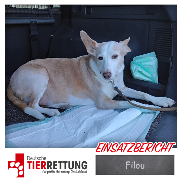 Tierrettung Einsatz: Filou in Wuppertal
