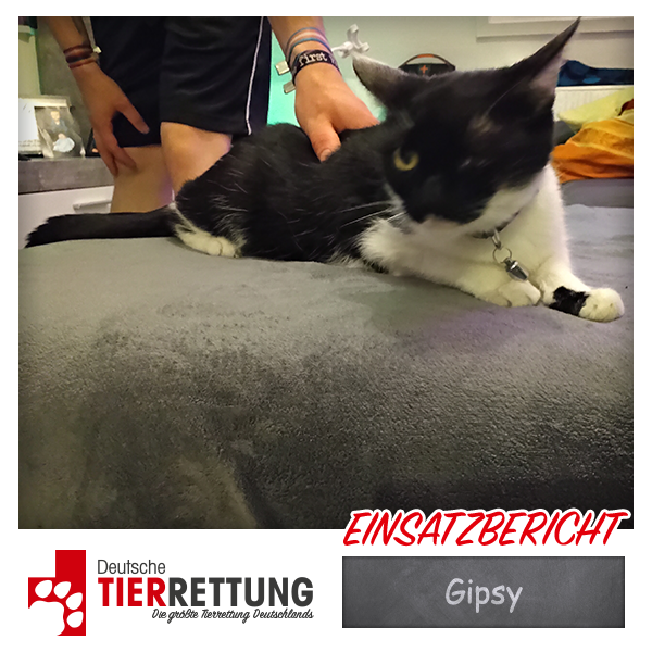 Tierrettung Einsatz: Gipsy in Gelsenkirchen