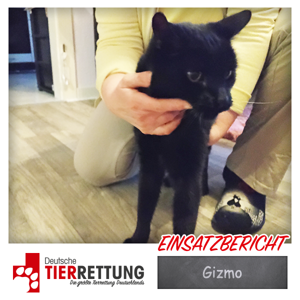 Tierrettung Einsatz: Gizmo in Duisburg