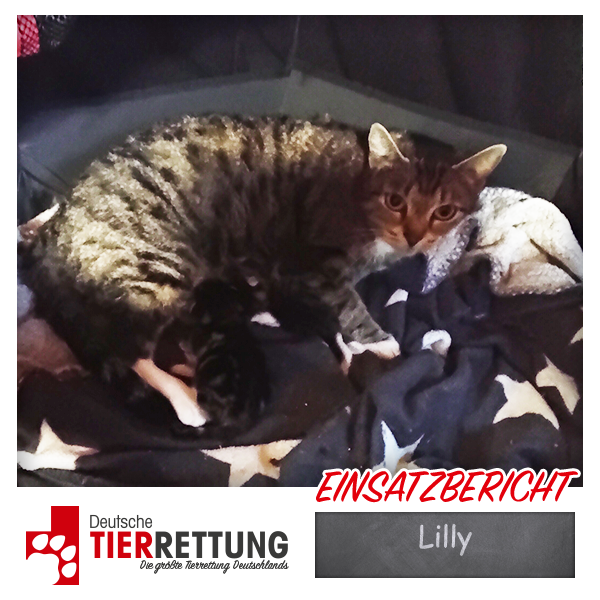 Tierrettung Einsatz: Lilly in Bochum