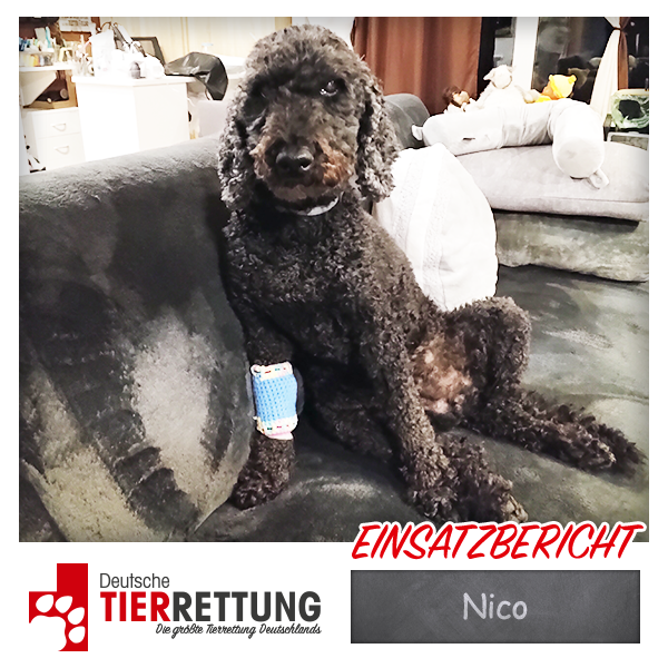 Tierrettung Einsatz: Nico in Witten