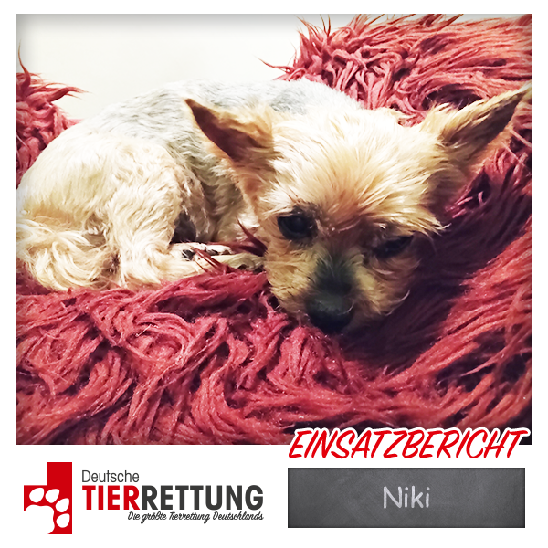 Tierrettung Einsatz: Niki in Hattingen