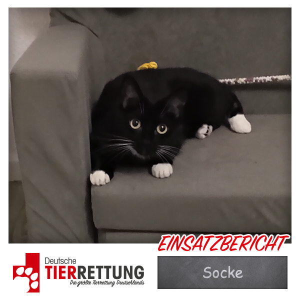 Tierrettung Einsatz: Socke in Essen