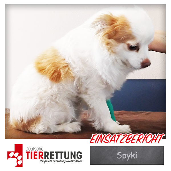Tierrettung Einsatz: Spyki in Marl
