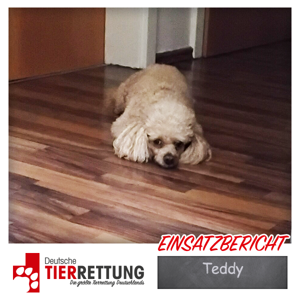 Tierrettung Einsatz: Teddy in Duisburg