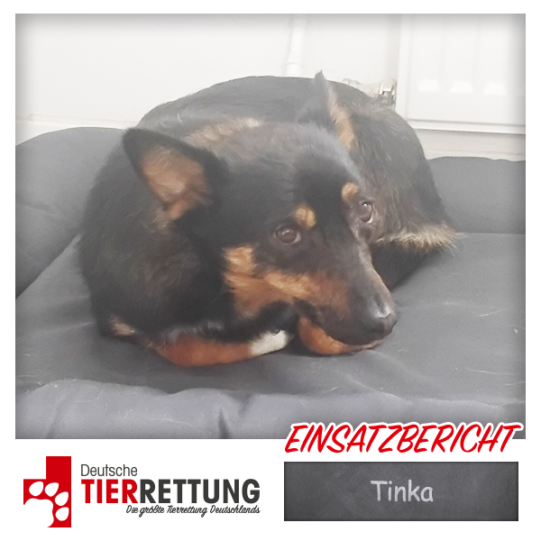 Tierrettung Einsatz: Tinka in Marl