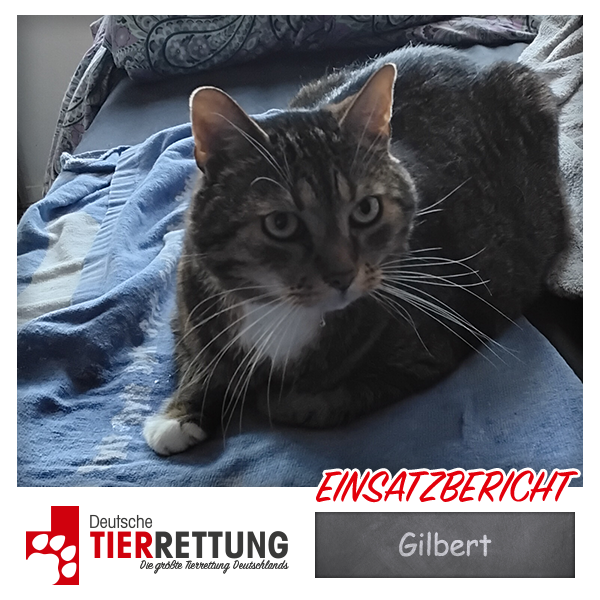 Tierrettung Einsatz: Gilbert in Essen